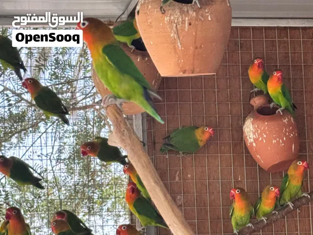 طيور الفيشر