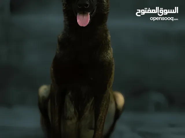 انثى مالينو خط دم صربيا