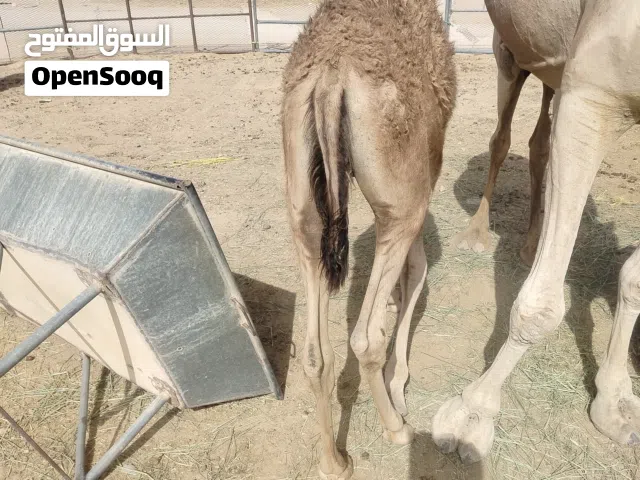 قعود سمين تحت أمه