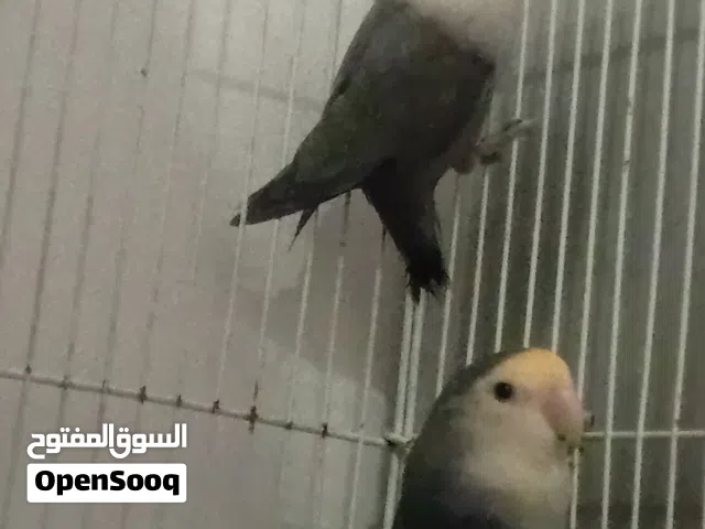 للبيع زوج لافبيرد منتج حط سعرك عجبني شيل