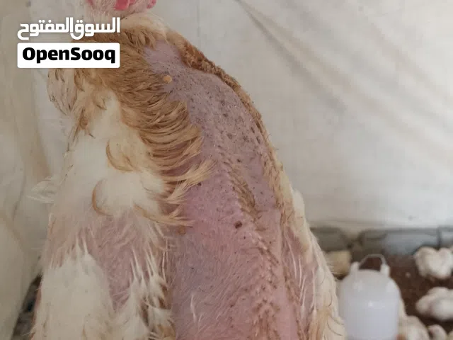 مطلوب شريك لعنبر دجاج ابيض