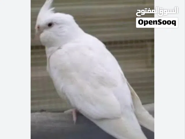 كوكتيل للبيع
