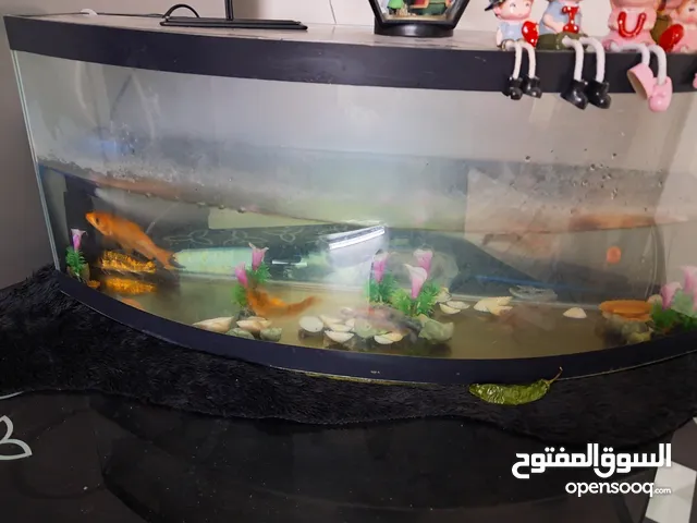 حوض سمك للبيع مع سمكاته