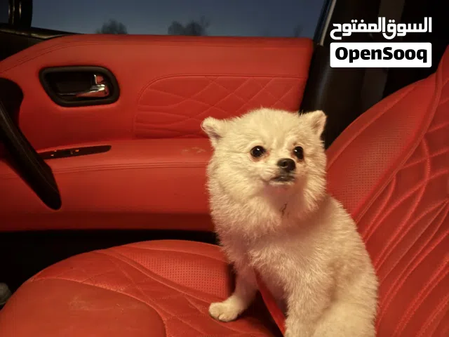 كلب للتبني