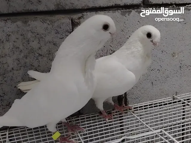 زوج أرافل قجم فولل مواصفات