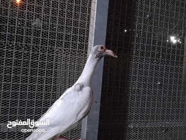 زواجل مكاتيف