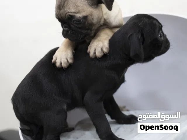 البج ..لعشاق اللطافه والكياته