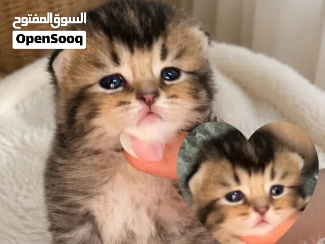 كتنز للحجز سكوتش فولد وستريت تايقر و ny25