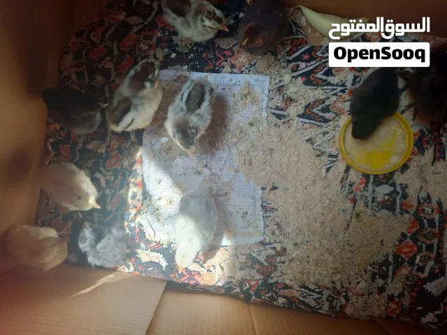 كتاكيت للبيع حلوان