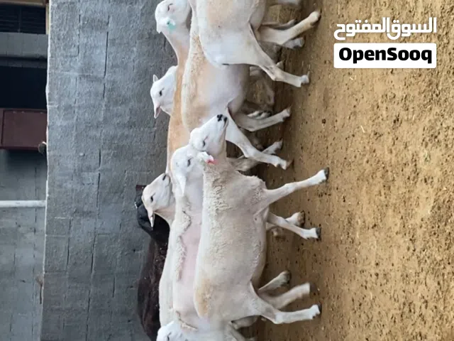 للبيع أغنام دوبر أفريقي بيور