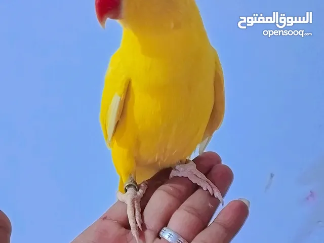 كلشي بلوصف