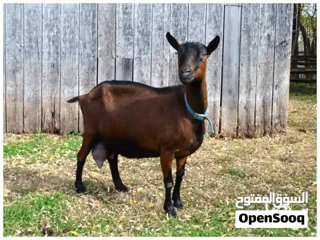 مطلوب عنزه البينو او سانين والده ونخب منوحه للبيت تحلب فوق ثلاث كيلو