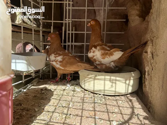 حمام جواز شغاله