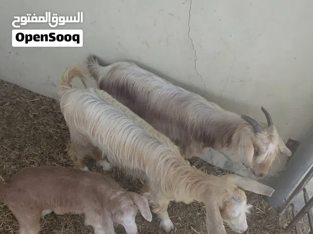 أغنام للبيع