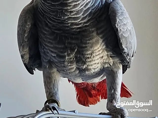 مطلوب جميع انواع الببغاوات