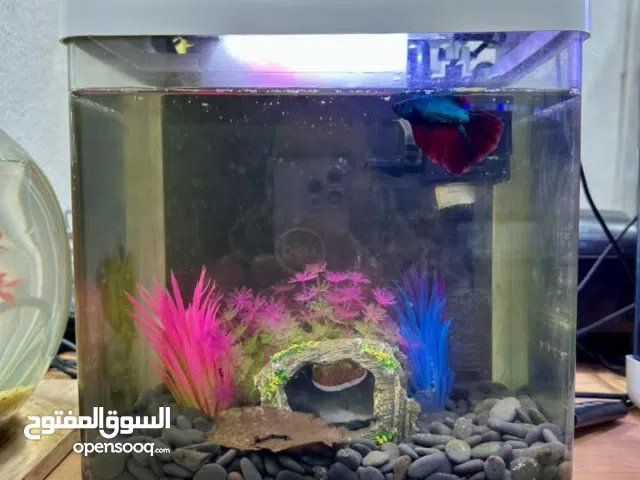 حوض ب سمكة و قلتر و اضاءة و زينه