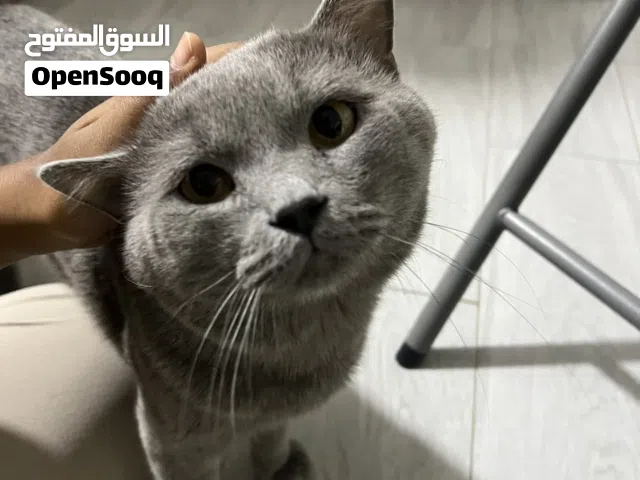 قطط للجادين الوصف مهم