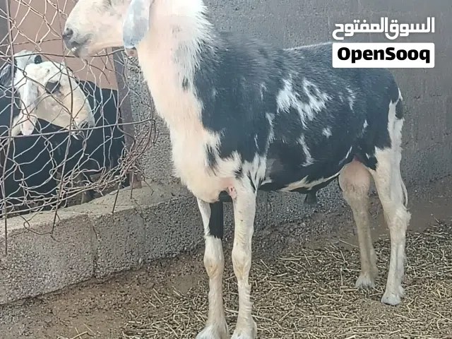 كبش نجدي للي يدور الزين تابع التفصيل