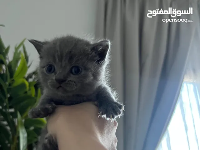 قطط - شخصي وليس تاجر