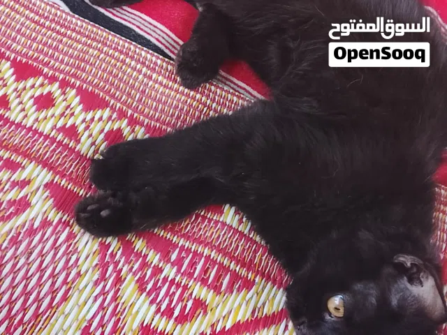 قط أليف أسود
