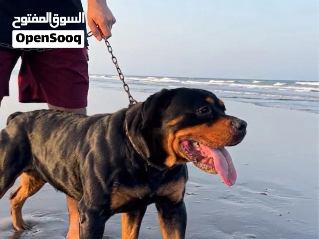 كلبه روت وايلر مدربه وجاهزه الي له خاطر