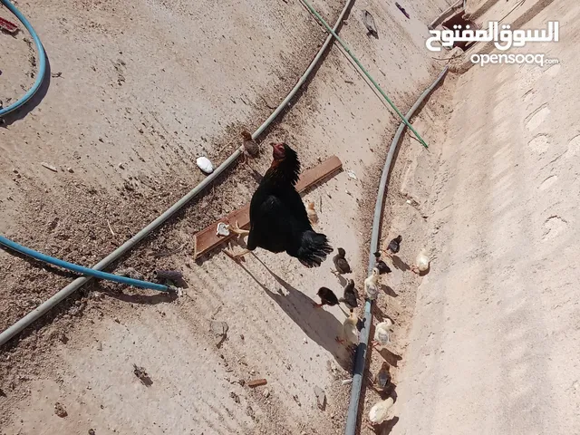 دجاجه مع 14صوص قابل للتفاوض