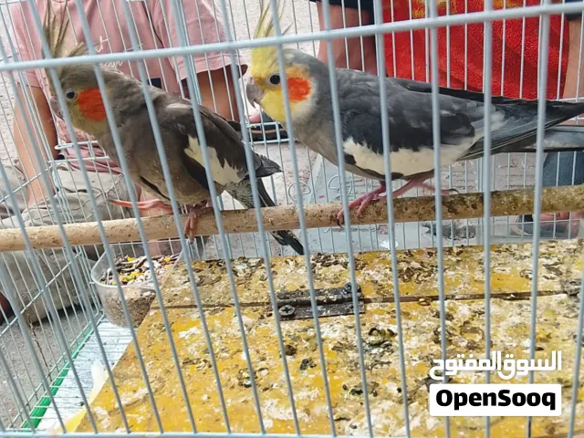 متاح زوج كوكتيل حبشيات للبيع مع القفص مع فرخهن ومبيضات 8