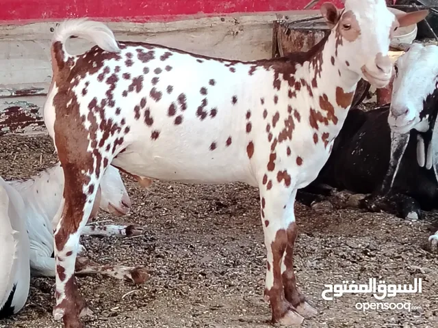 صخول مفولات نثيه وفحل ونثيه حامل عليها ثلاث اشهر وطابا بل رابع بس انا انطيك ثالث