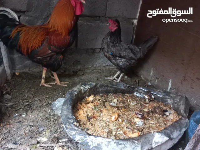 دجاج عرب ديج ودجاجه