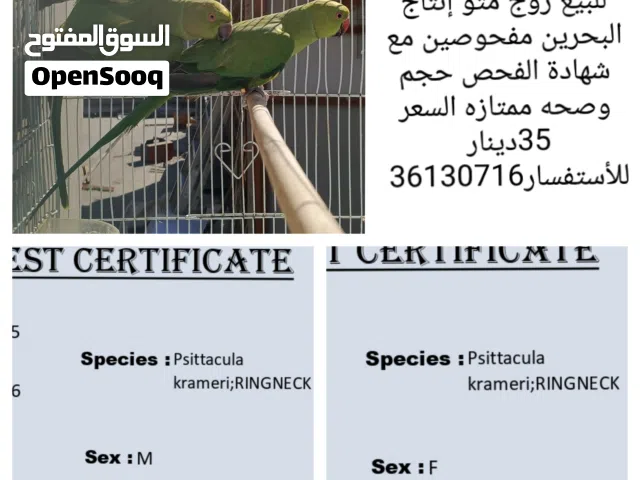 للبيع زوج متو إنتاج البحرين مفحوصين مع شهايد الفحص