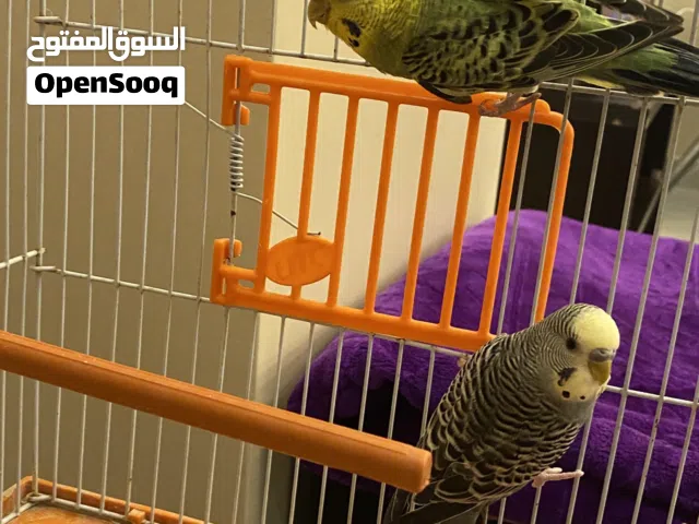 جوز طيور حب مع قفص