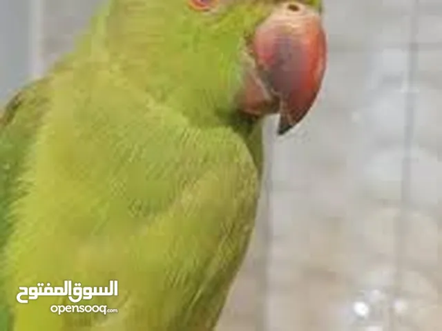ببغاء دره العمر 6 اشهر وشوي يحتاج الى تدريب قابل للتفاوض شئ بسيط الموقع عمان ........