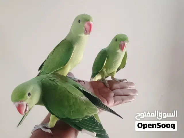دره هندي اليف
