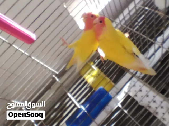 جوز روز للبيع او للبدل ع دره