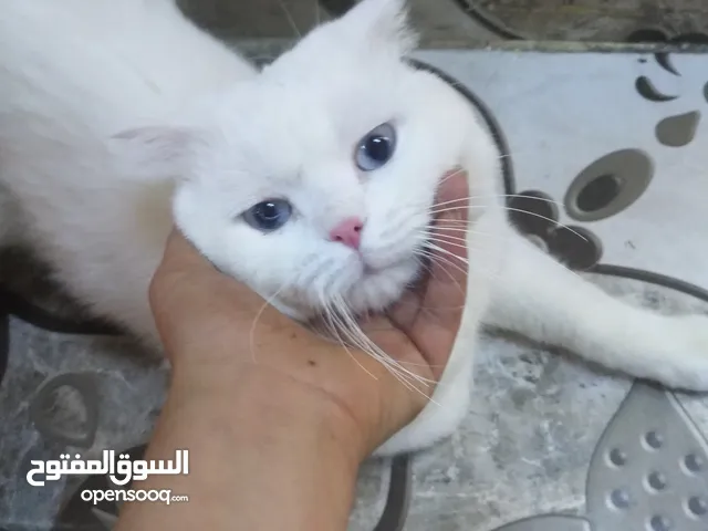 قط للبيع اسمو مشمش عمرو 6 أشهر متطعم نوع شرازي ذكر.الاسم مشمش