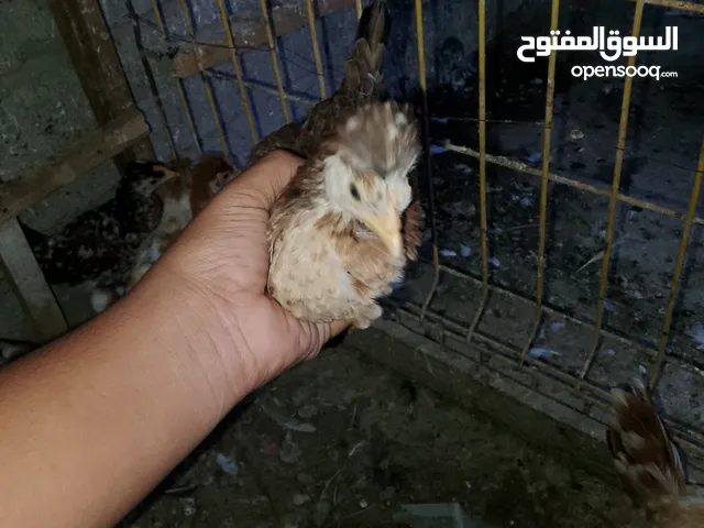 كتاكيت للبيع كويتي