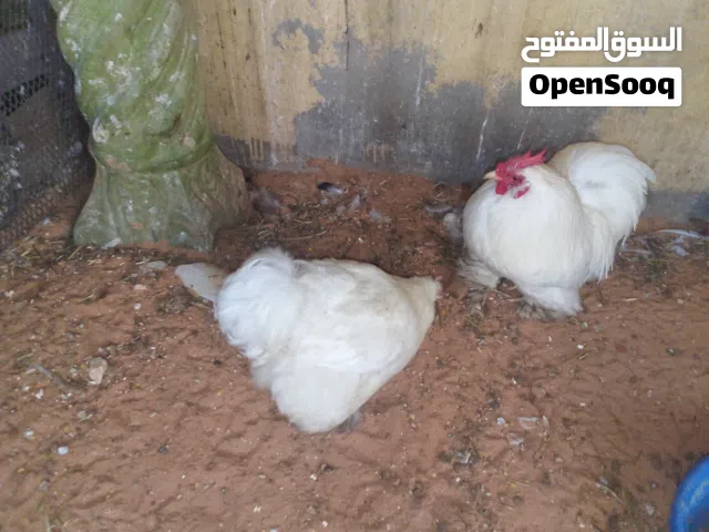 استرالي ابيض تلجي
