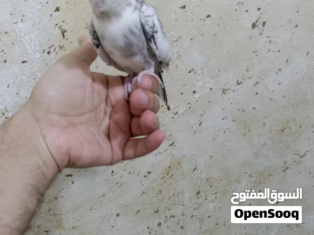 كوكتيل لون كلش حلو اليف طينه طير يصعد داخل وخارج القفص