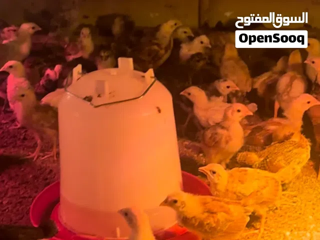 دجاج محلي عمر شهر بـ 5 دراهم