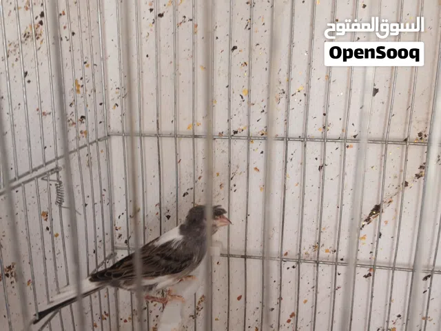 فحل كنار مقنبر حبة صلاة النبي