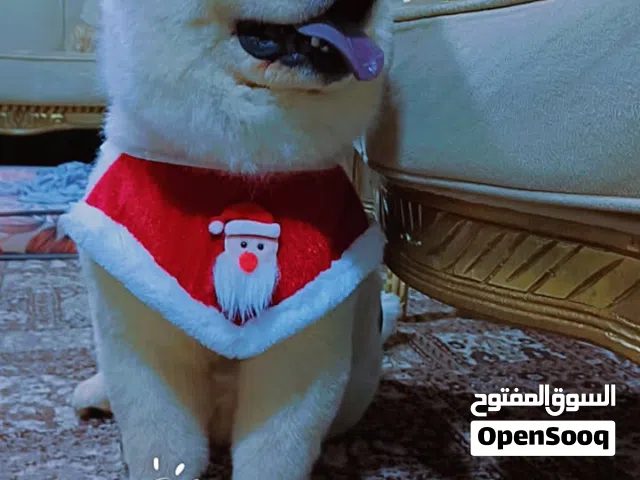 بسعر مغري للبيع....!