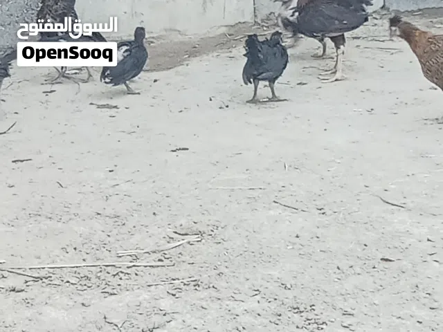 متاح دجاج للبيع