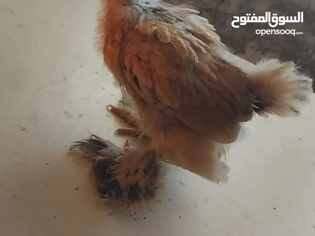 متوفر صيصان براهما مختلف الاعمار والسعر حسب العمر