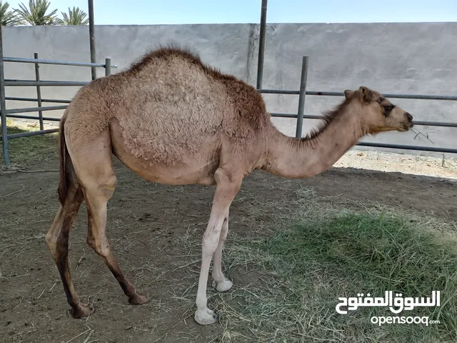 بكره عمرها 9 شهور للبيع