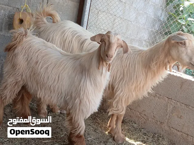 شاه جاموده جلحه