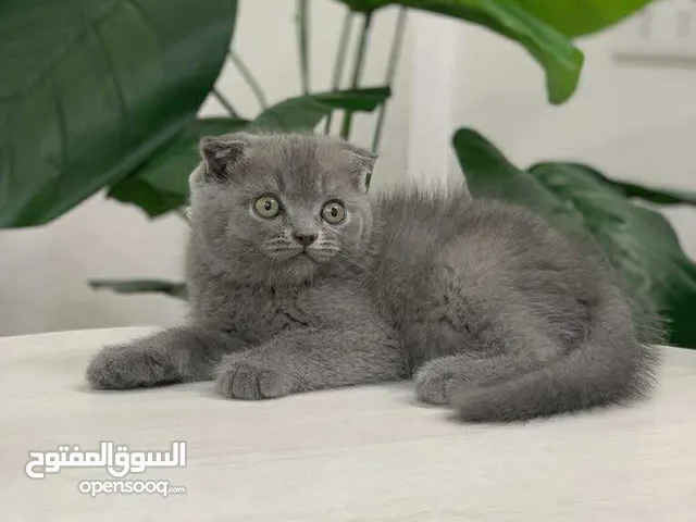 قطط سكوتش فولد جولدن و سكوتش ستريت جولدن و بريتش جولدن العمر شهرين