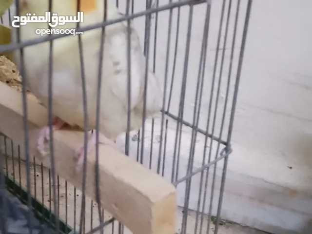 فراخ حب اربعه وجوز حب مع قفصو كوكتيل مع قفص وكوخ