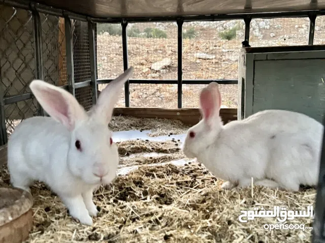 ارانب فرنسي اصلي جامبو