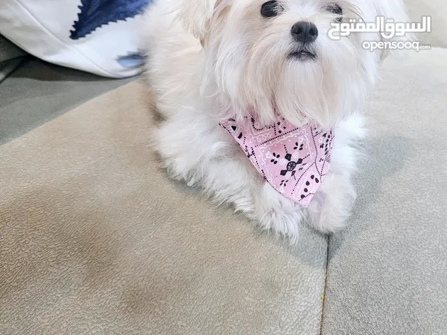 مالتيز بيور تي كب maltiz peur tea cupe