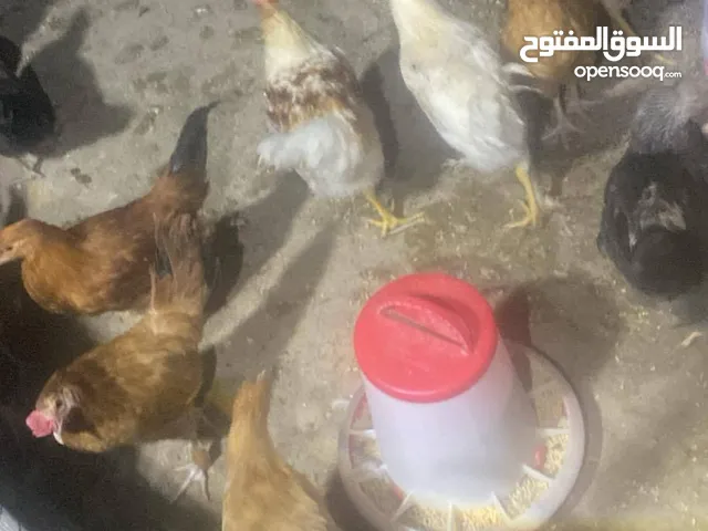 دجاج لوهمان دجاج وبلدي ديك لوهمان ديك بلدي وبيض فري مخصب